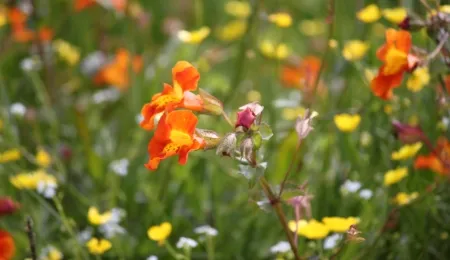 Flowers Muckle Roe